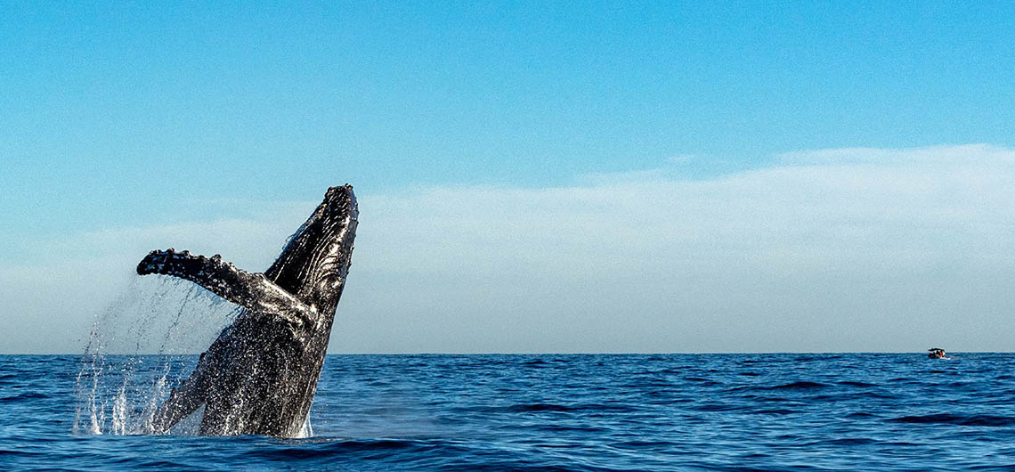 Whale Watching